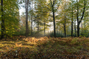 Naklejka premium Nastrojowe zdjęcie przedstawiające las bukowy w jesiennej scenerii, otulony delikatną mgłą. Ciepłe barwy liści, miękkie światło i tajemnicza atmosfera tworzą melancholijny, spokojny klimat jesieni