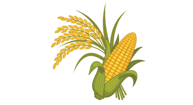 Illustration of fresh corn on the cob and ripe wheat stalks
