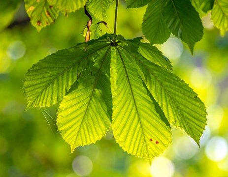 Close-up of green, fan-shaped leaves in dappled sunlight - Powered by Adobe