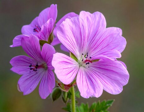 Close-up of delicate, pink wildflowers with prominent veins