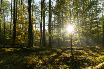 Nastrojowe zdjęcie przedstawiające las bukowy w jesiennej scenerii, otulony delikatną mgłą. Ciepłe barwy liści, miękkie światło i tajemnicza atmosfera tworzą melancholijny, spokojny klimat jesieni