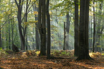 Nastrojowe zdjęcie przedstawiające las bukowy w jesiennej scenerii, otulony delikatną mgłą. Ciepłe barwy liści, miękkie światło i tajemnicza atmosfera tworzą melancholijny, spokojny klimat jesieni