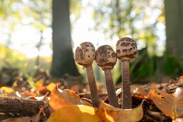 Małe grzyby w lesie jesienią. © Elżbieta Kaps