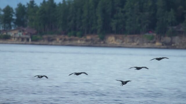 Flock of cormorants flying above ocean water surface