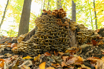 Małe grzyby w lesie jesienią. © Elżbieta Kaps