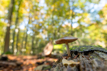Małe grzyby w lesie jesienią. © Elżbieta Kaps