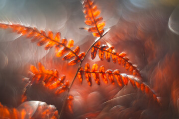 Jesienne paprocie w lesie wykonane metodą swirly bokeh, tło natury abstrakcja. 