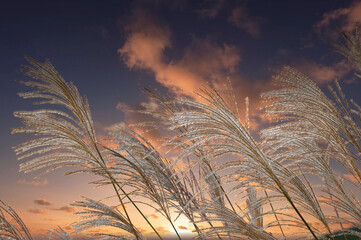 夕焼け雲にススキの穂がなびく