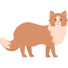 Medium Shot Of A Fluffy Ginger And White Cat With A Long Tail And Light Pink Nose Standing Still On A White Background