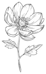 Elegant hand drawn flower outline illustration with delicate petals and stem botanical design
