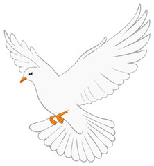 Obraz premium Flying white dove with extended wings, graphic illustration.