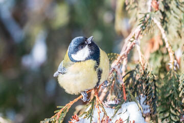 Cute bird Great tit, songbird sitting on the fir branch with snow in winter