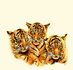 Tiger Face Portrait on Background-Wild Animal Art Design	
