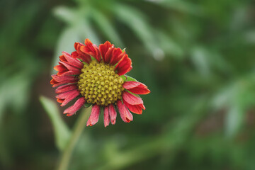 Beautiful red daisy flower captured in focus with blurred green leaves in the background. A perfect representation of botanical beauty and springtime elegance.