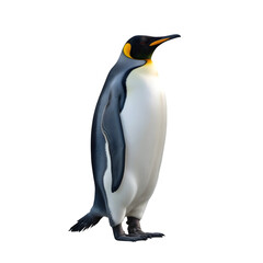 Fototapeta premium King Penguin illustration standing upright with black white and orange plumage isolated on transparent background