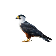 Obraz premium Majestic falcon illustration with white head black cap and colorful plumage isolated on transparent background