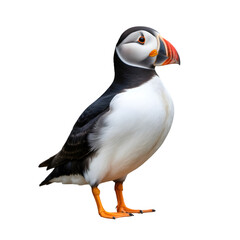 Naklejka premium Puffin bird illustration featuring a colorful beak and black and white plumage isolated on transparent background