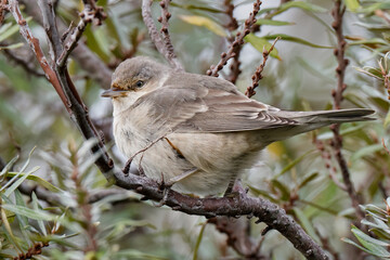 barred warbler
