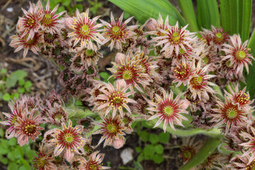 original flowers of the stone rose (lat. Sempervivum)