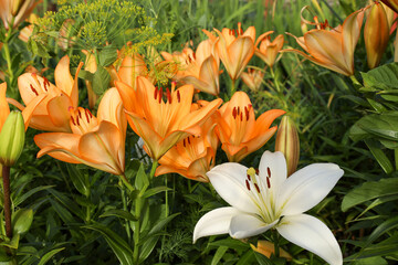 blooming white and pink lilies in the old garden