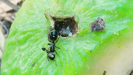 Extreme Close View of Ant Nest with Eggs Inside Green Fruit