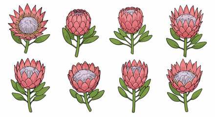 Protea flower collection in outline style with transparent background