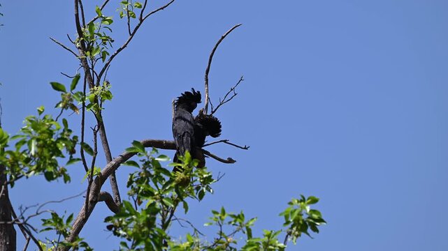 red tailed or Banksian black cockatoo, Calyptorhynchus banksii, perched high on a tree in the tropical landscape of litchfield national in the Northern Territory of Australia.