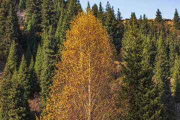 autumn trees in the mountains
