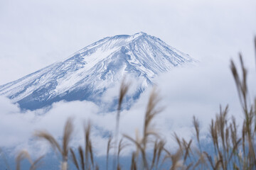 初冠雪の富士山と黄金色に揺れるすすきが彩る冬支度の風景