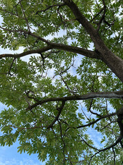 tree branches with blue sky