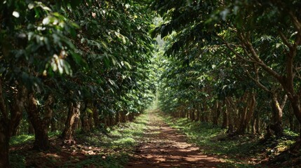 Fototapeta premium A sunlit path leads through rows of cultivated plants, a verdant corridor