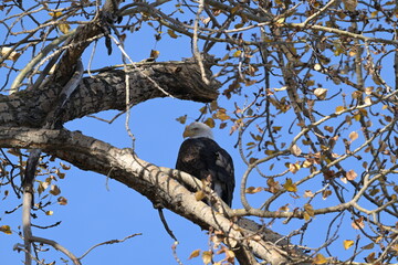  bald eagle , Nature, wildlife, Canada, Alberta, wild, 