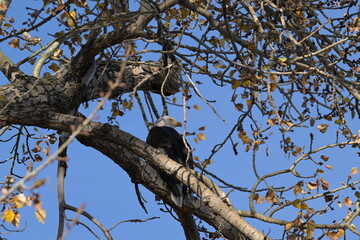  bald eagle , Nature, wildlife, Canada, Alberta, wild, 