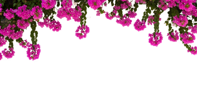 Vibrant pink floral border of hanging Bougainvillea flowers isolated on white background