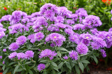 Obraz premium Close-up photo of purple chrysanthemum flowers in full bloom in autumn.