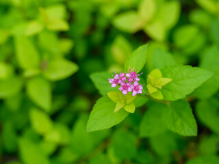 Close-up photo of purple Japanese Spiraea flowers blooming in summer.