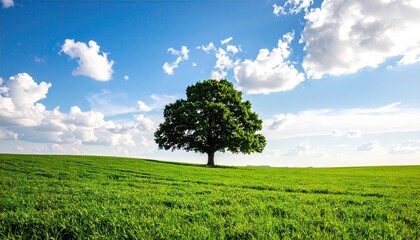 Lone Tree on Green Hillside Under Bright Blue Sky with Fluffy Clouds in Summertime