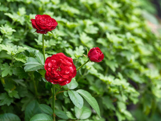 Close-up photo of a red rose blooming in early summer