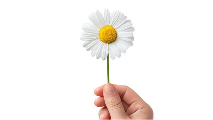 Delicate hand holding single daisy flower with white petals and yellow center, isolated on white background, symbolizing purity and innocence