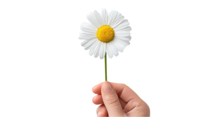 Delicate hand holding single daisy flower with white petals and yellow center, isolated on white background, symbolizing purity and innocence
