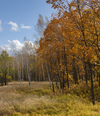 Autumn in the forest