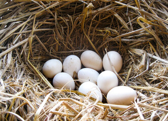 Close Up shoot of white chicken eggs in a hay nest