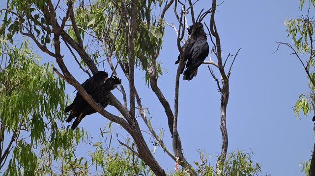 red tailed or Banksian black cockatoo, Calyptorhynchus banksii, perched high on a tree in the tropical landscape of tropical north Queensland of Australia.