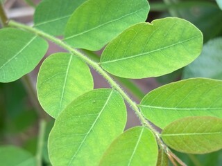 close up branch green leaves 