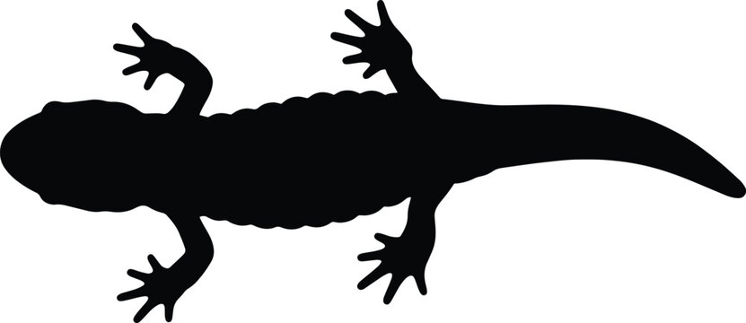 Fire salamander Silhouette 