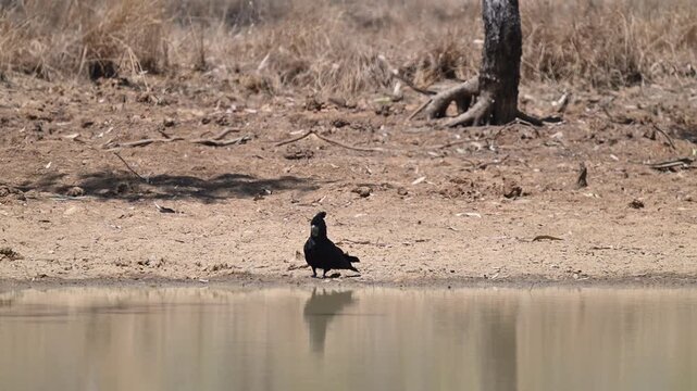 red tailed or Banksian black cockatoo, Calyptorhynchus banksii, drinking from a billabong pond in the tropical landscape of tropical north Queensland of Australia.