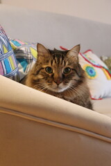 Naklejka premium Cat Playing