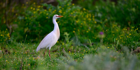 Western cattle egret // Kuhreiher (Bubulcus ibis) - Strofilia, Peloponnese, Greece
