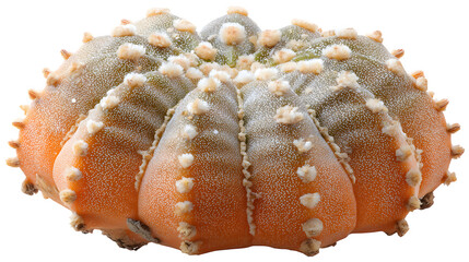 Closeup of an astrophytum ornatum cactus showcasing its ribbed structure woolly areoles and speckled pattern against a