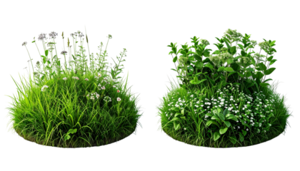  Vibrant meadow grass and wild herbs collection isolated on transparent background